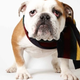 Illustration for article titled Adorable Adoptable Animals in Accessories Will Make Your Eyes Leak